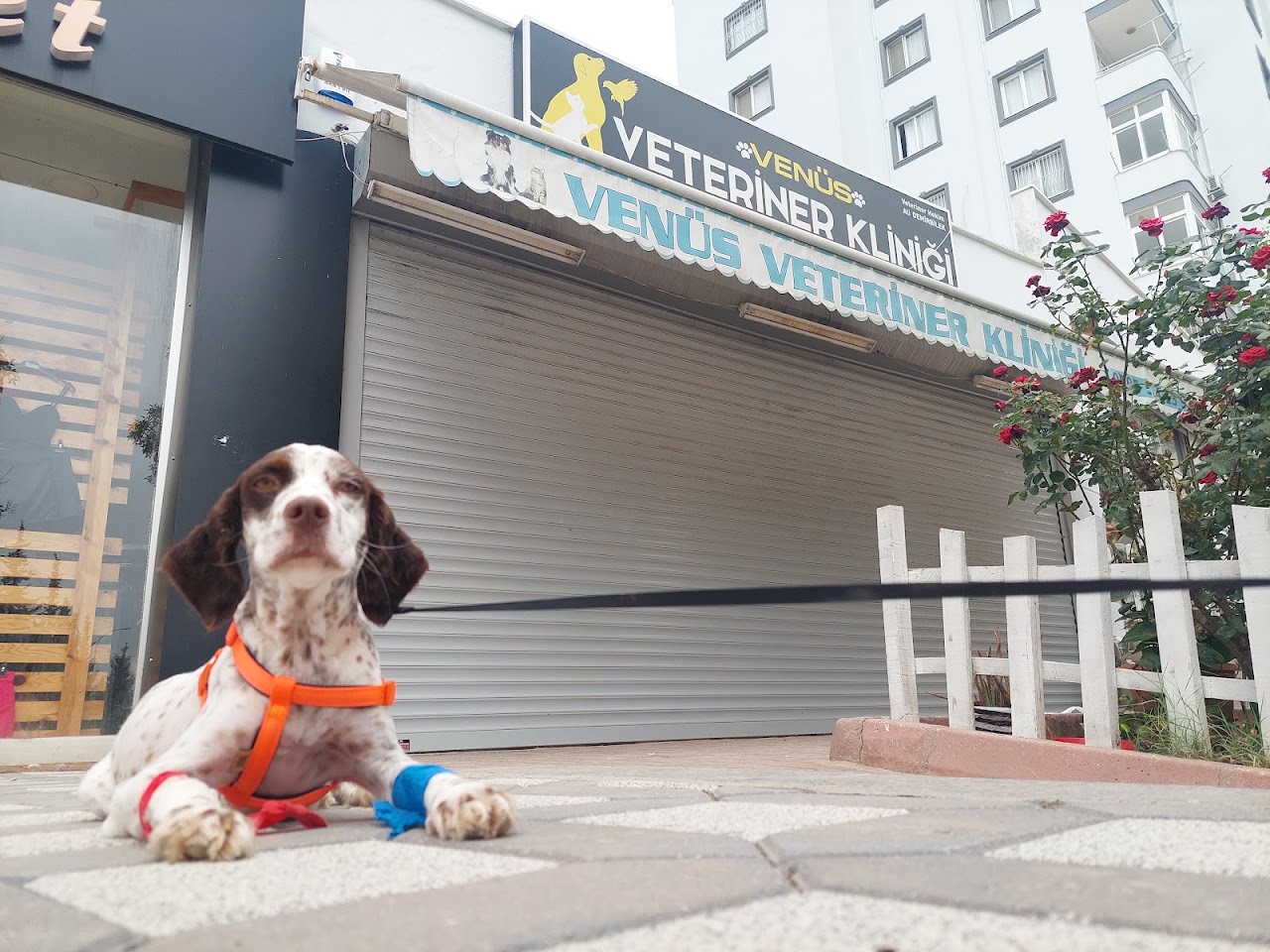 Venüs Veteriner Kliniği