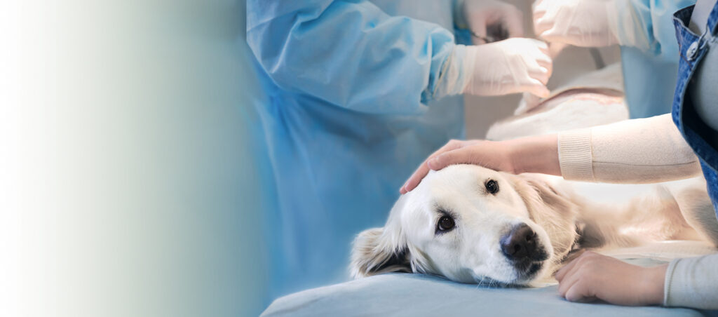 Pet Boss Veteriner Kliniği