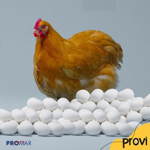 Provi Yumurta