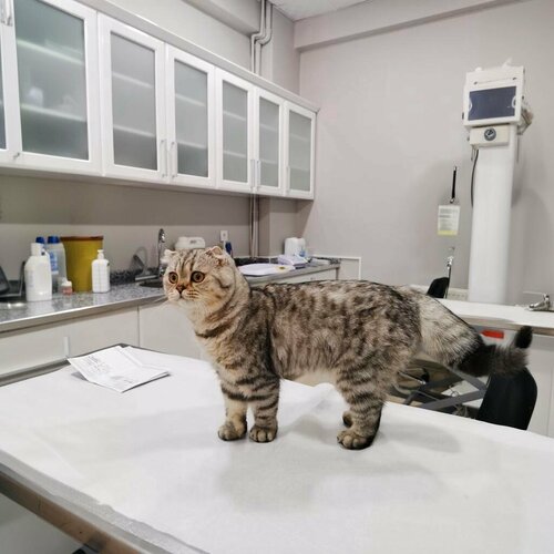 Alpdoğan Veteriner Kliniği