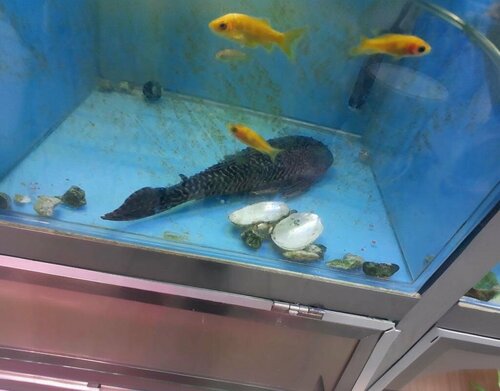 Elit Pet Shop
