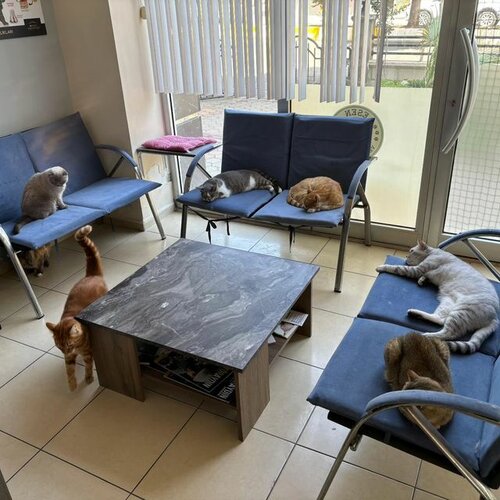 Esen Veteriner Kliniği