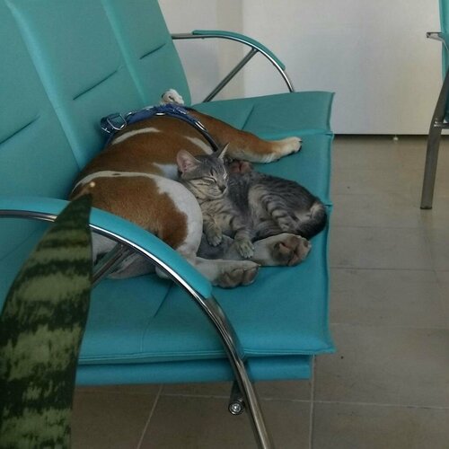 Pet Way Veteriner Klinik