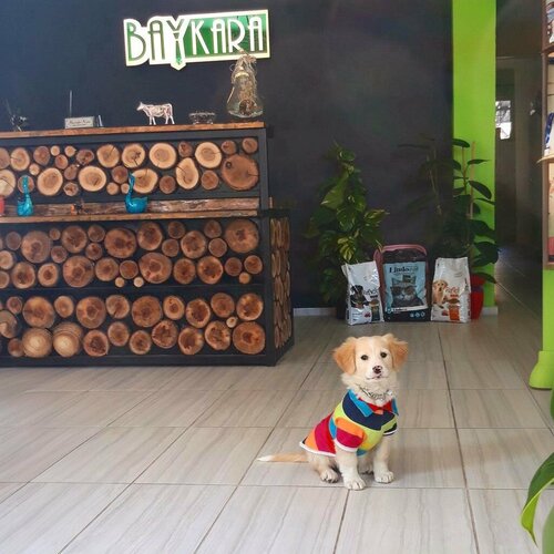 Baykara Veteriner Kliniği