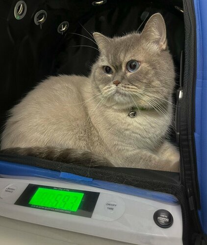 Pet Klinik Yavuzoğlu Veteriner Kliniği