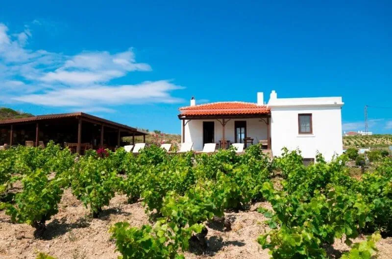 Tenedos Asma Bağ Evi 1