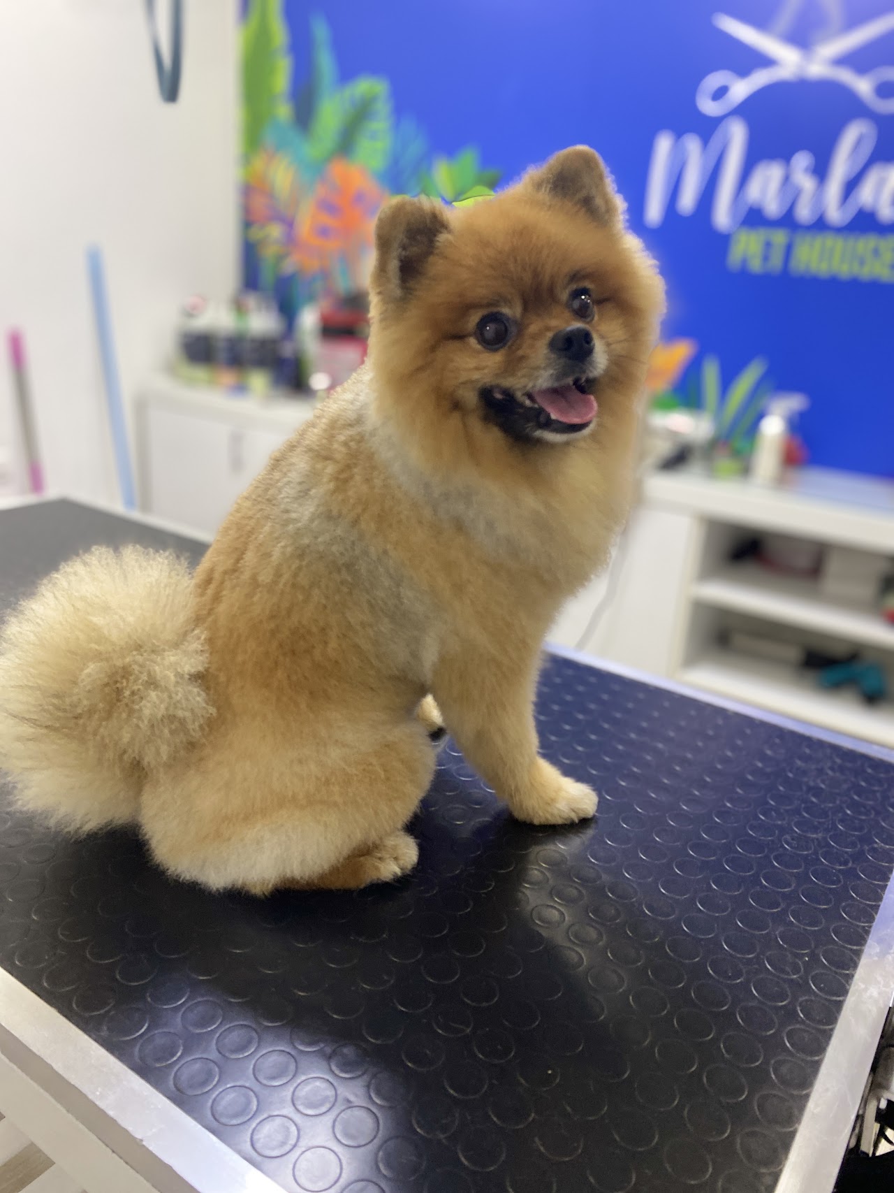 Marla Pet House