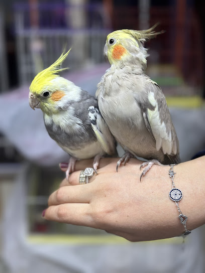 Çineli Akvaryum Petshop