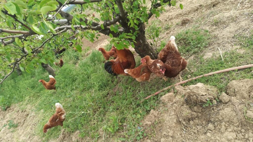 Ayhan Meyvecilik Gezen Tavuk Yumurtası