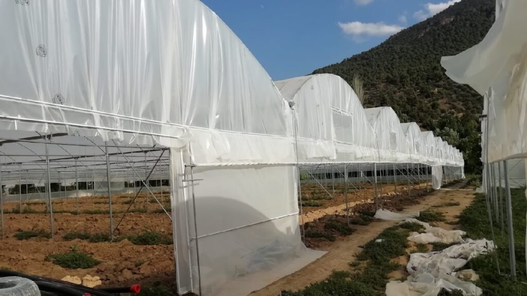 ESKİŞEHİR GÜLERÇELİK KONT SERACILIK İNŞAAT LOJ. TAŞ. SAN. TİC. LTD. ŞTİ.