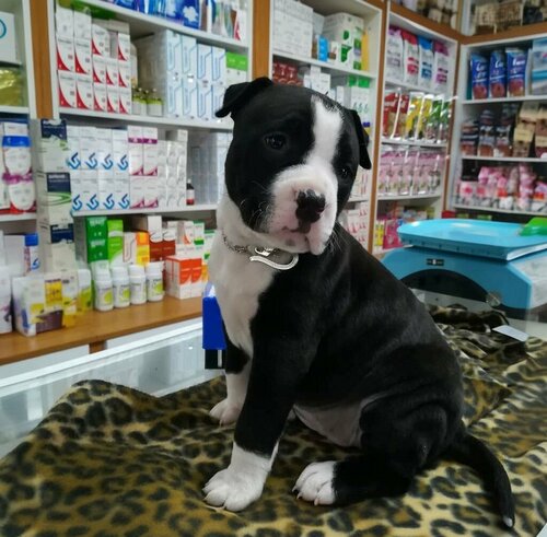Nizip Veteriner Kliniği