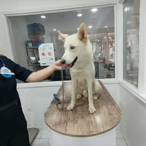 Patiland Veteriner Kliniği