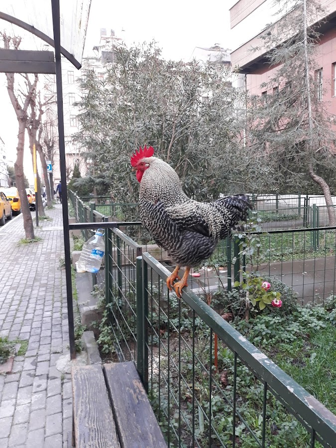 ŞİŞLİ TAKSİ