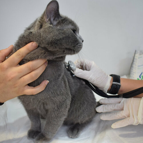 Uyan Veteriner Kliniği