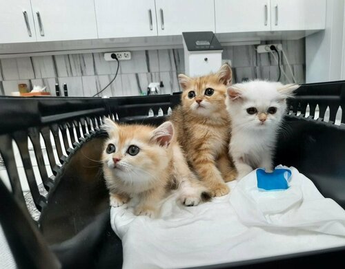 Ağrı Veteriner Kliniği