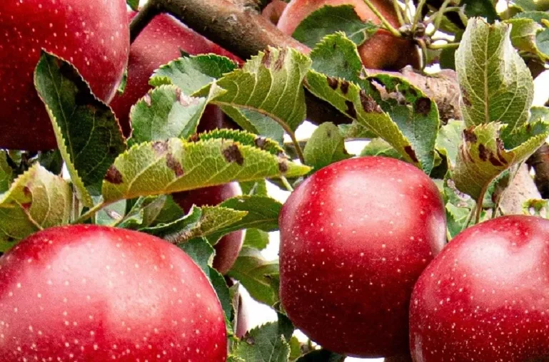 Azimli Ticaret