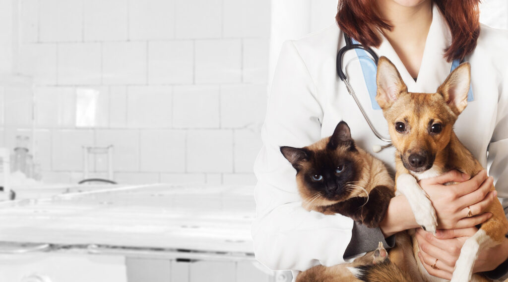 Unkapanı veteriner klinik