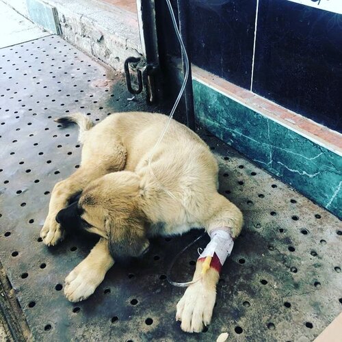 Ferat Veteriner Kliniği