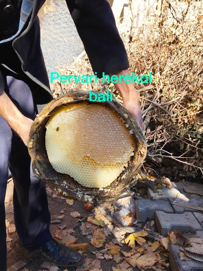 pervari karakovan balı