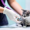 Onur Veteriner Kliniği