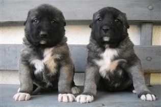 Satılık Kangal Yavrusu