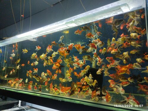 Bulut Petshop