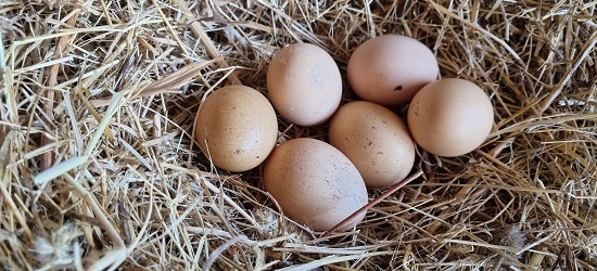 Selocanin Çiftliği Organik Yumurta Tekirdağ Gezen Tavuk Çiftliği, Topağaç
