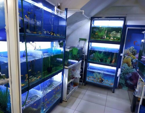 Ay İşığı Pet Shop